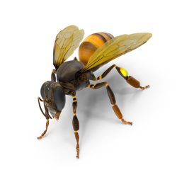 Picture of a bee used as logo or identifier